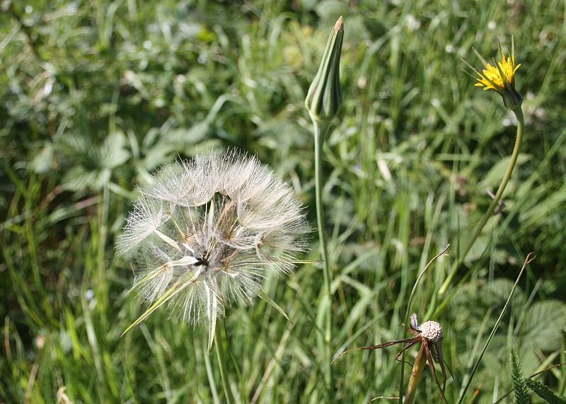 Goat's Beard