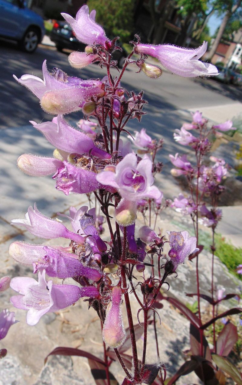 Penstemon digitalis 'Dark Towers'