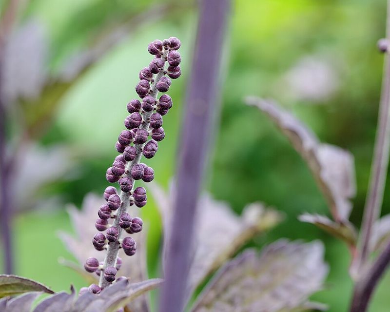 Actaea simplex