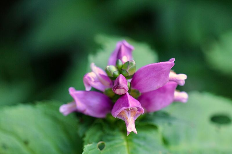 Turtlehead