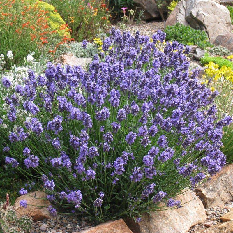 Thumbelina Leigh Lavender