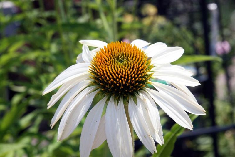 White Coneflower 'White Swan'