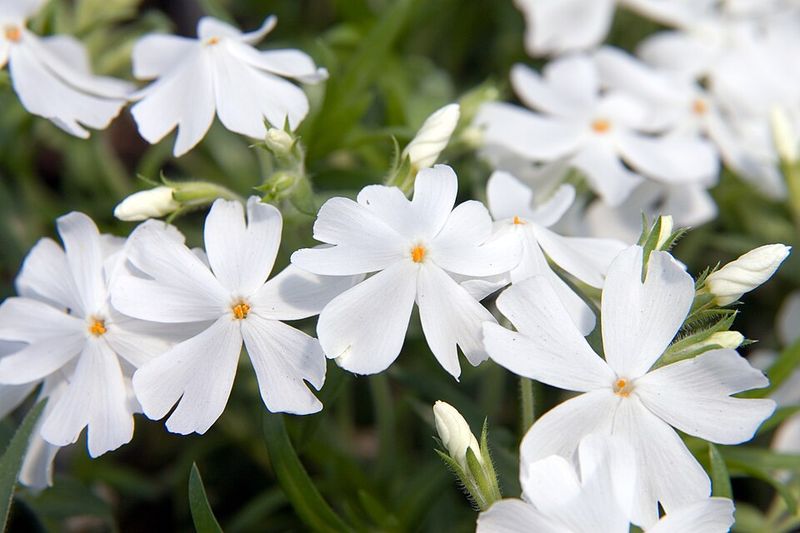 White Garden Phlox