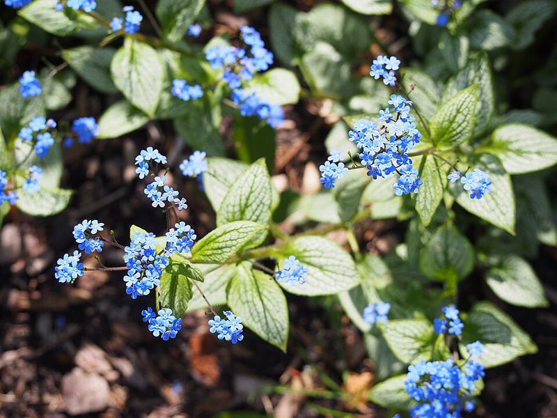 Brunnera macrophylla