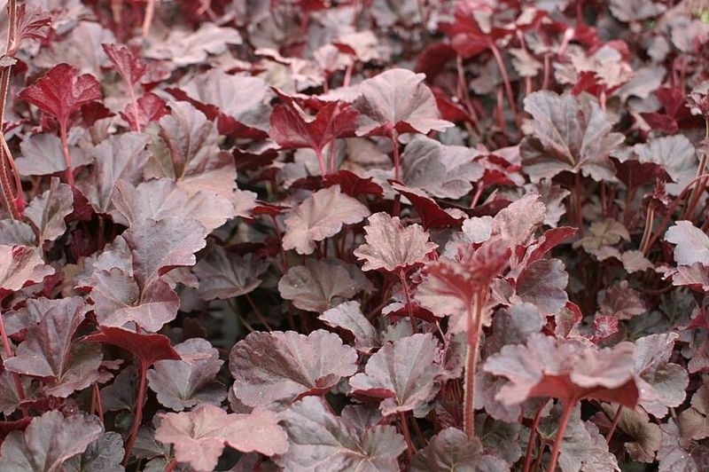Coral Bells