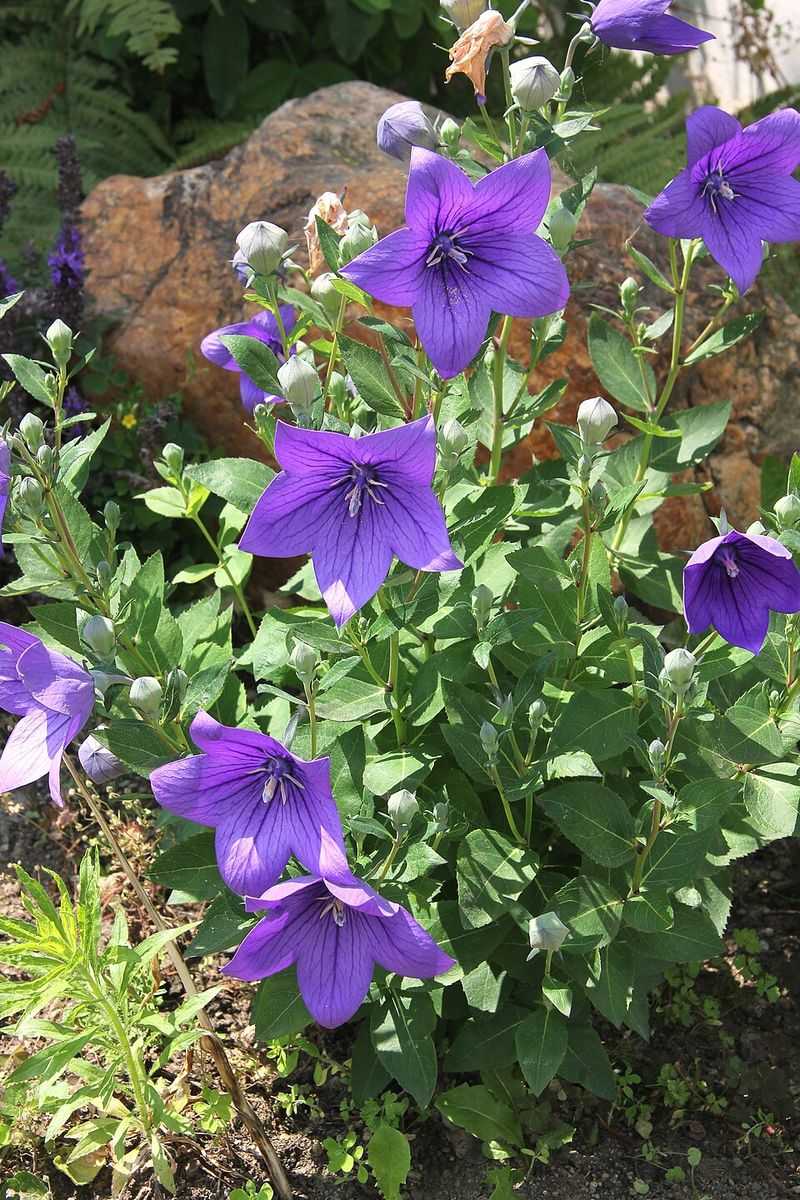 Balloon Flower