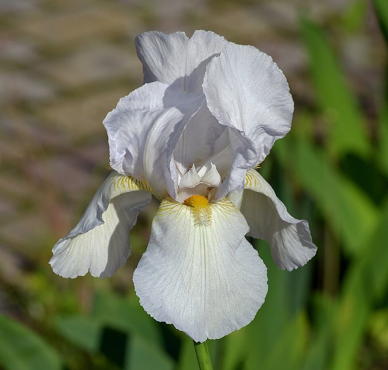 Bearded Iris