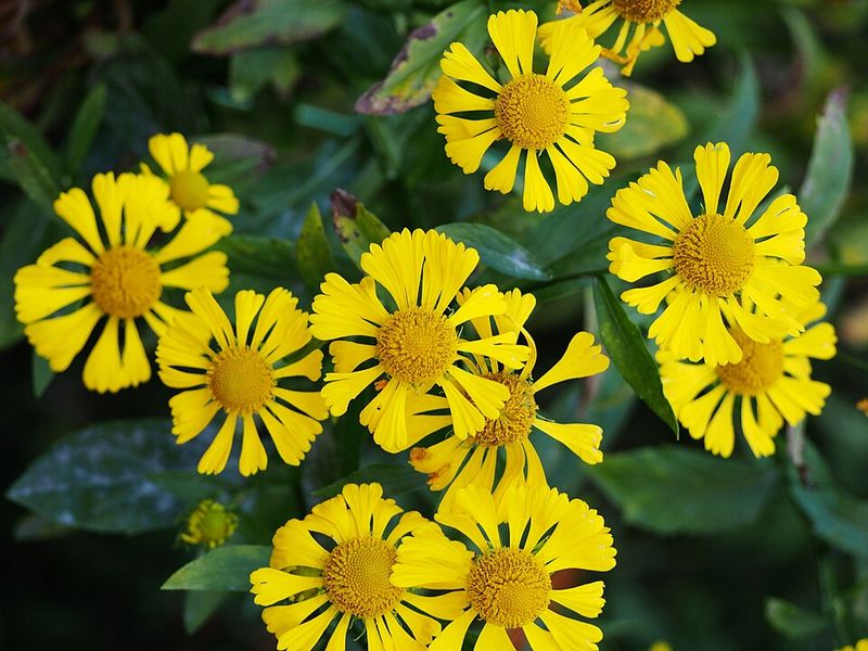 False Sunflower