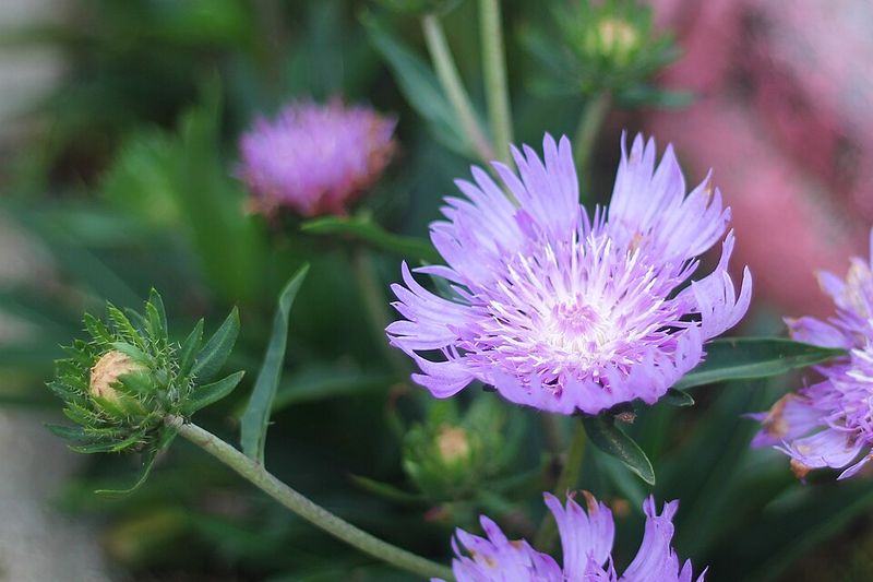 Stokes' Aster