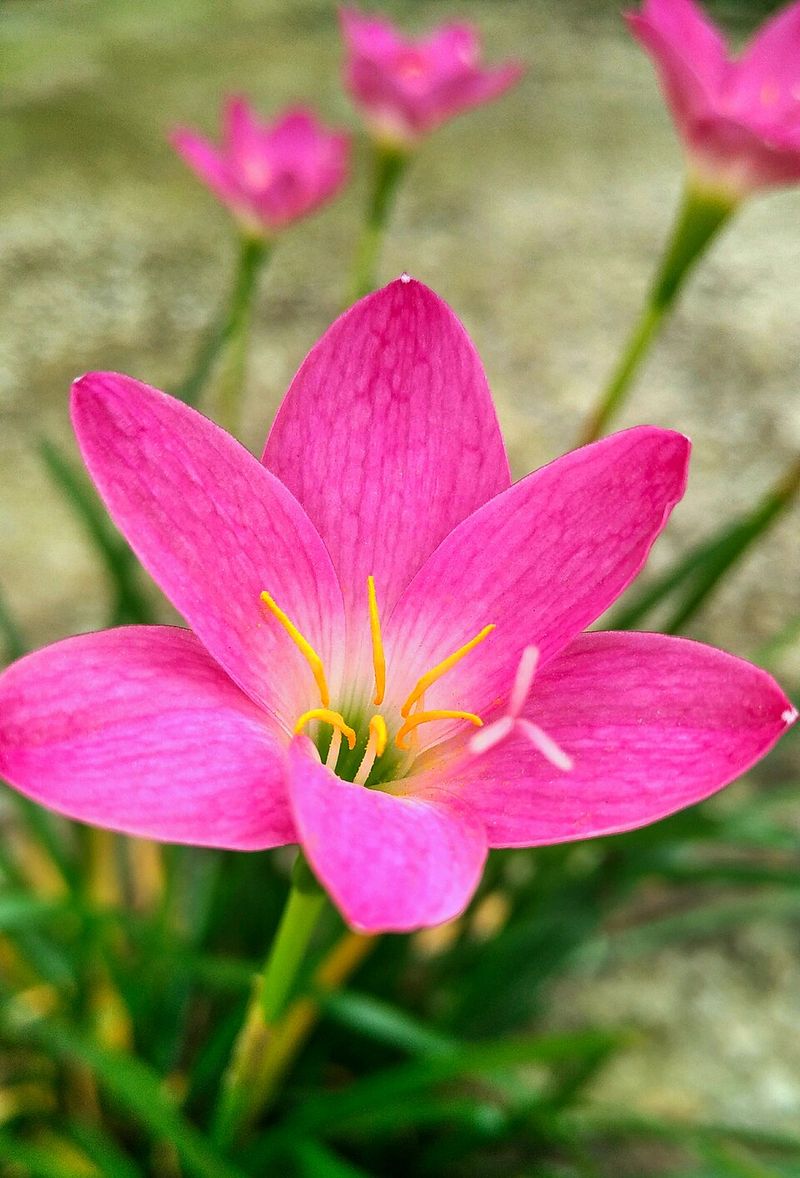 Rain Lily