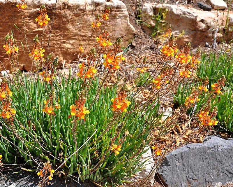 Bulbine