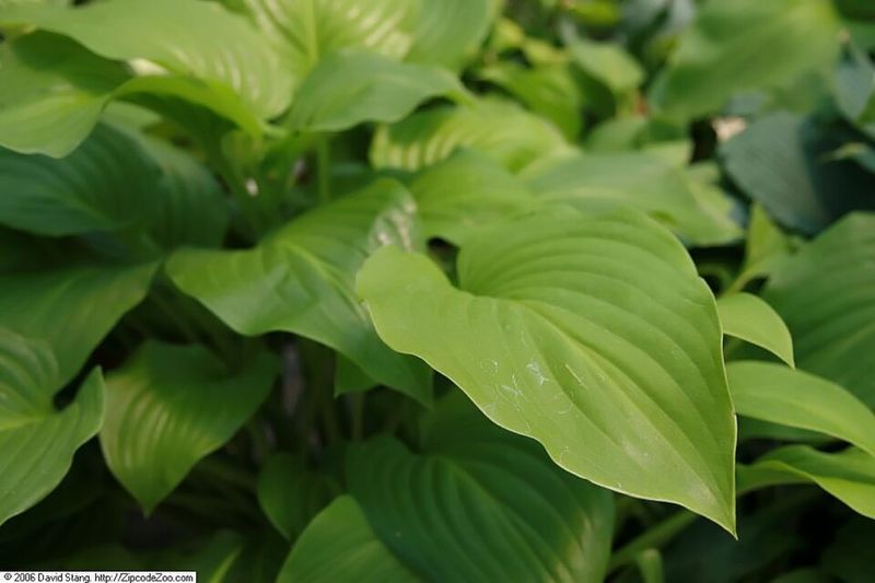 Hosta plantaginea 'Royal Standard'