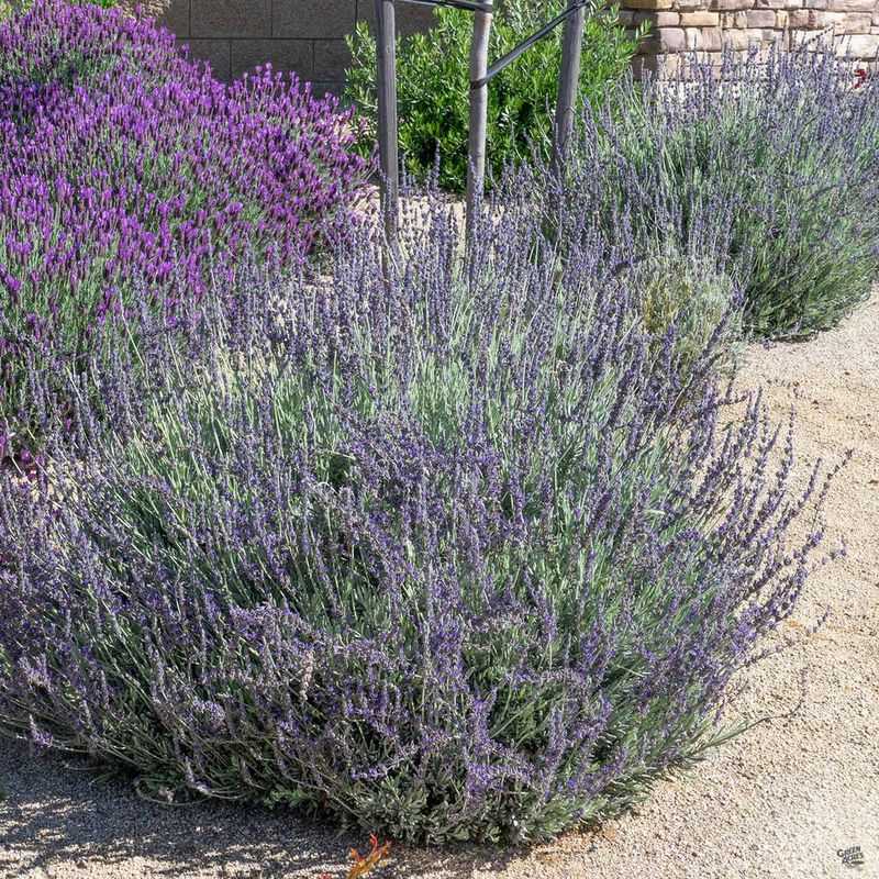 Goodwin Creek Grey Lavender