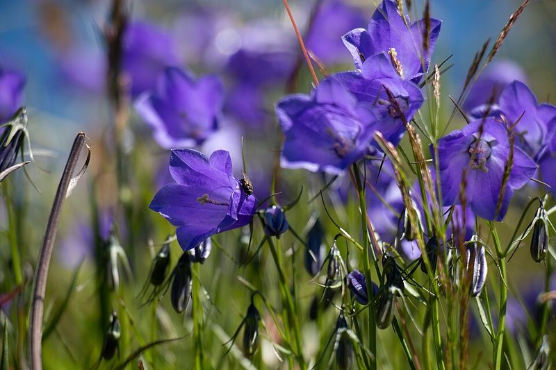 Harebell