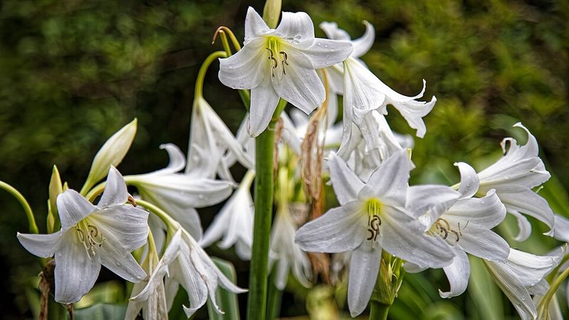 White Crinum Lily