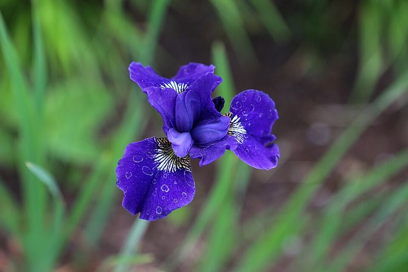 Blue Flag Iris
