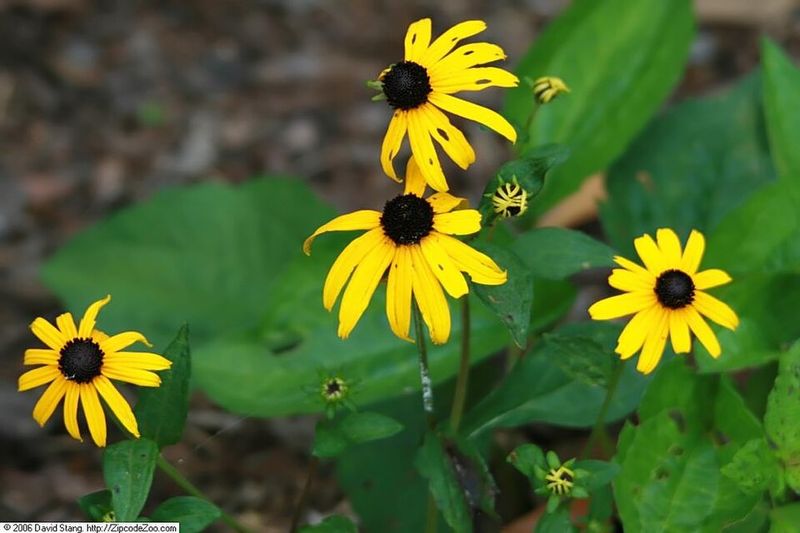 Rudbeckia fulgida 'Goldsturm'