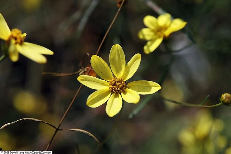 Moonbeam Coreopsis