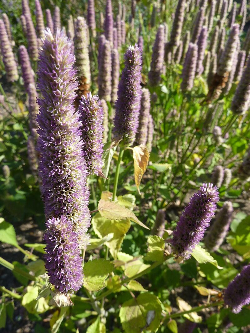 Anise Hyssop