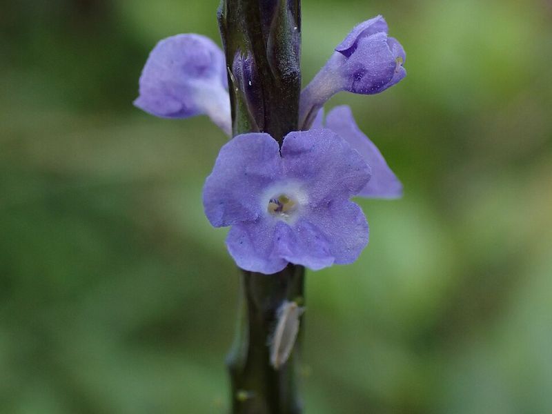 Blue Porterweed