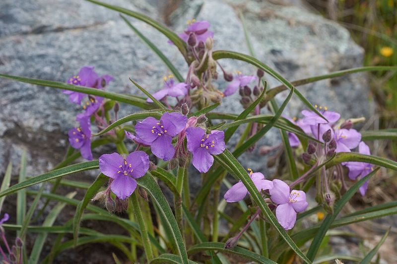 Spiderwort