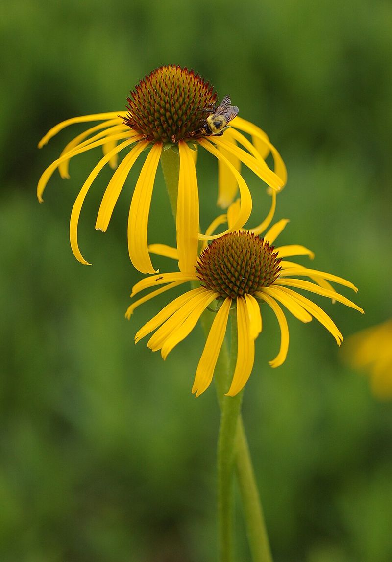 Yellow Coneflower