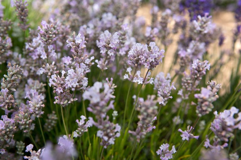 Little Lottie Lavender