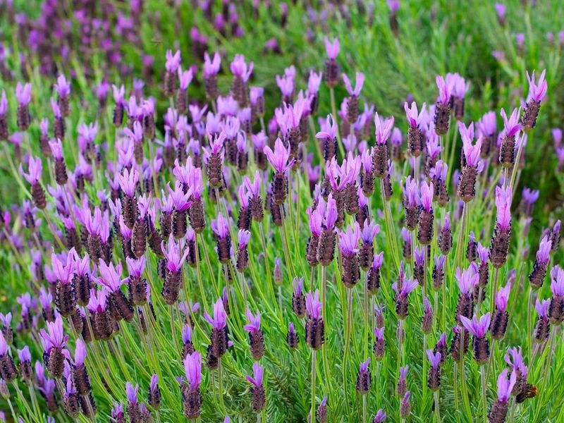 Spanish Lavender