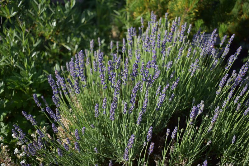 Betty's Blue Lavender