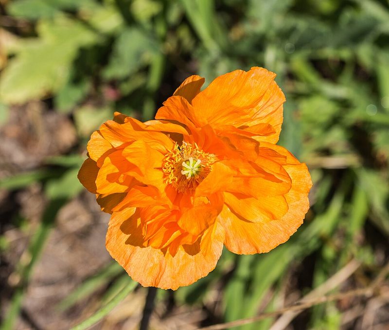 Oriental Poppy