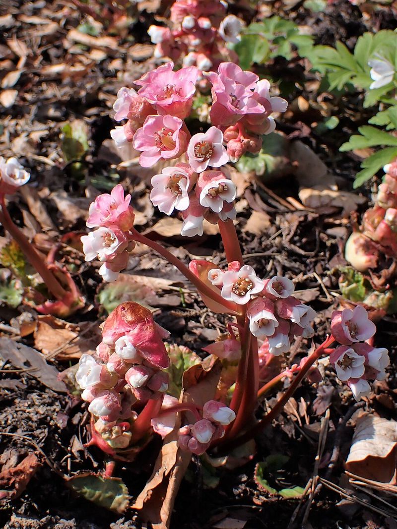 Bergenia