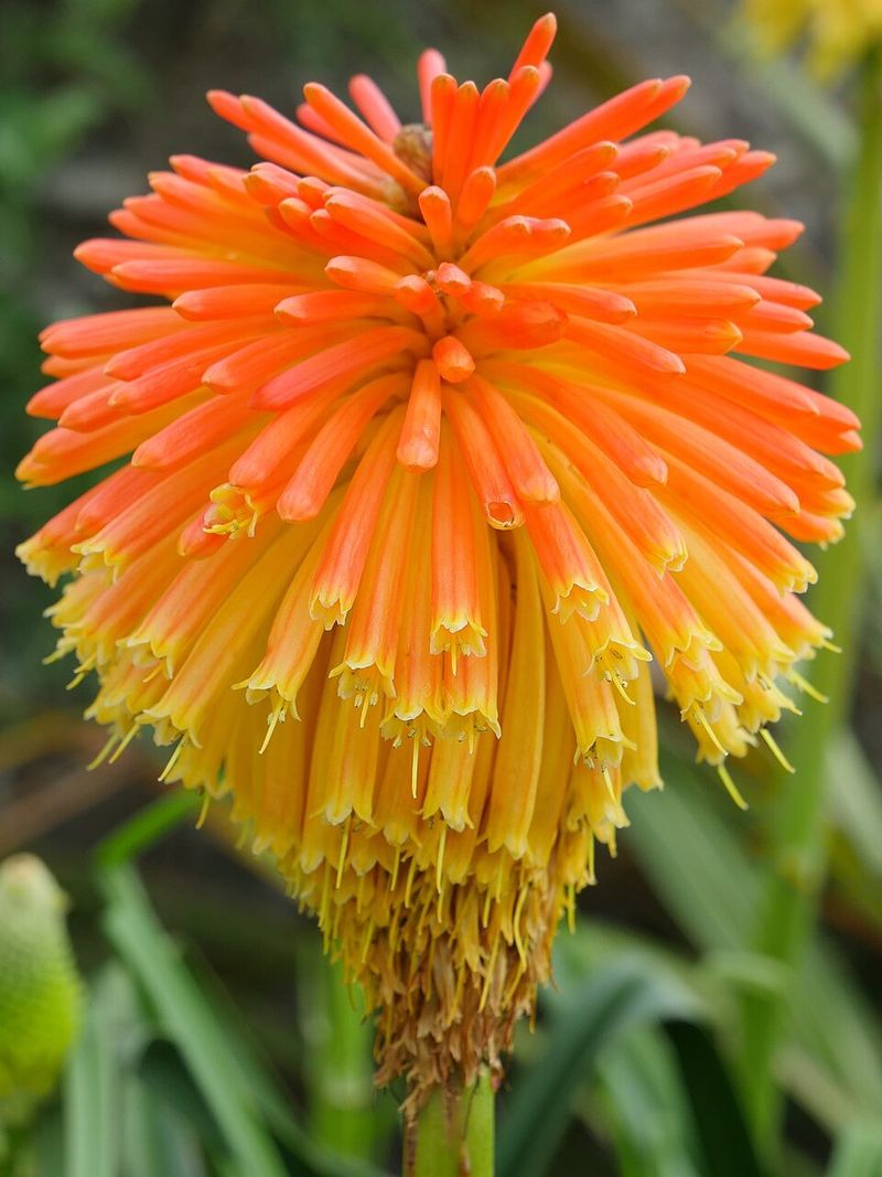 Red Hot Poker
