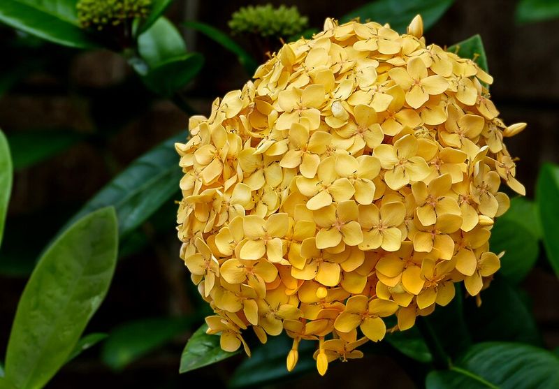 Ixora 'Maui Coral'