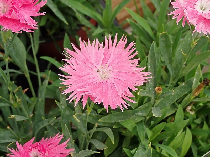 Dianthus