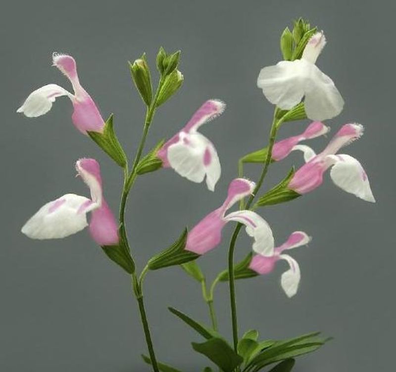 Autumn Sage 'Pink'