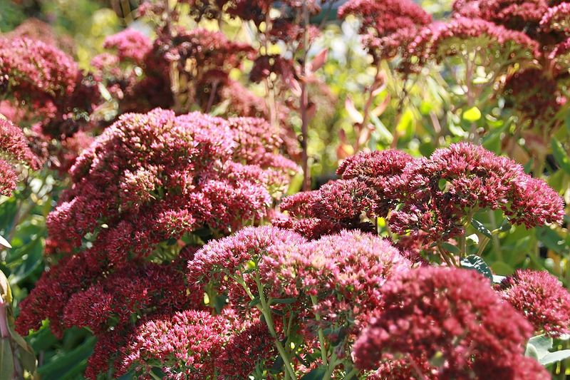 Autumn Stonecrop