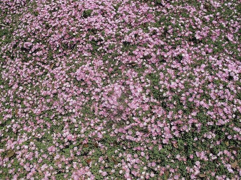 Stonecrop