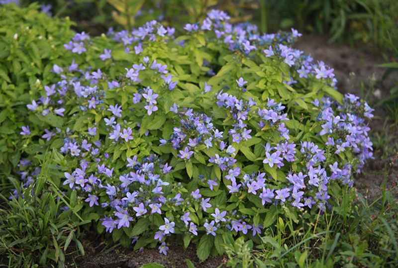 Campanula lactiflora