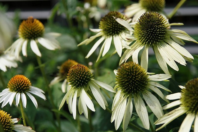 White Coneflower
