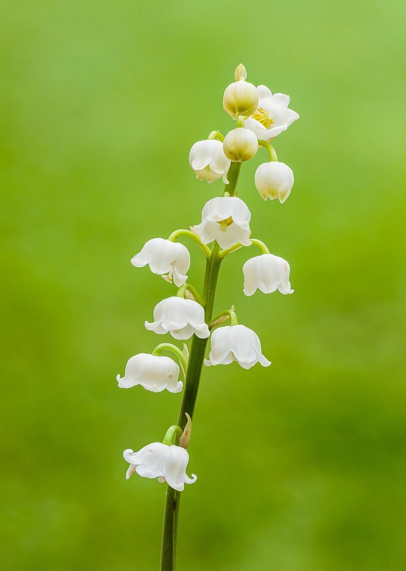 Lily of the Valley