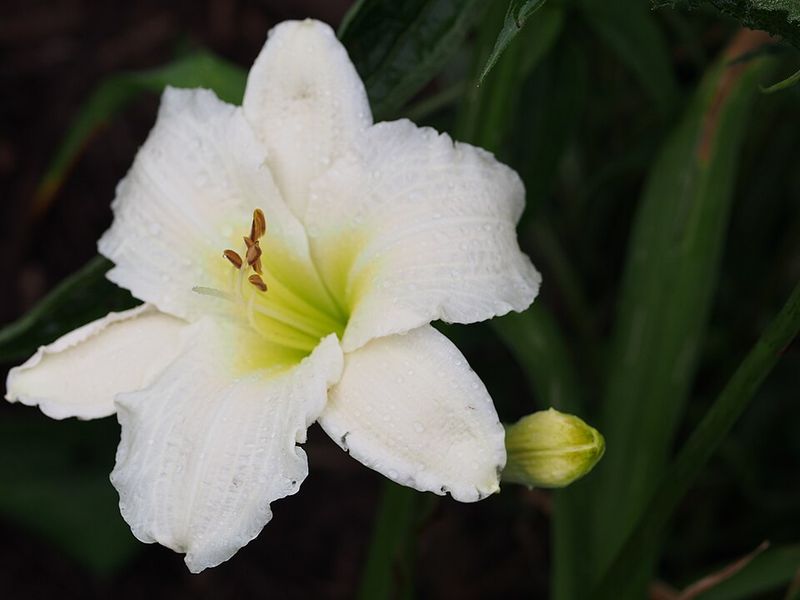 White Daylily