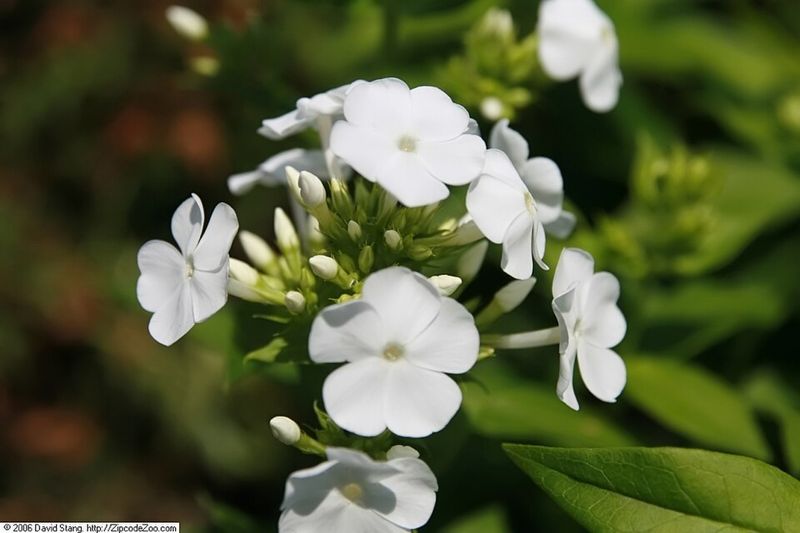 Garden Phlox 'David'