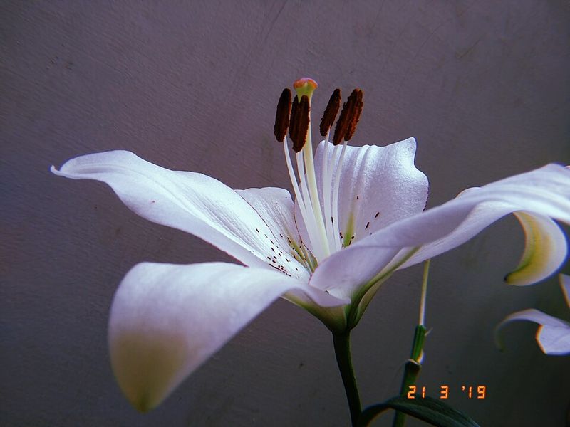 White Lily