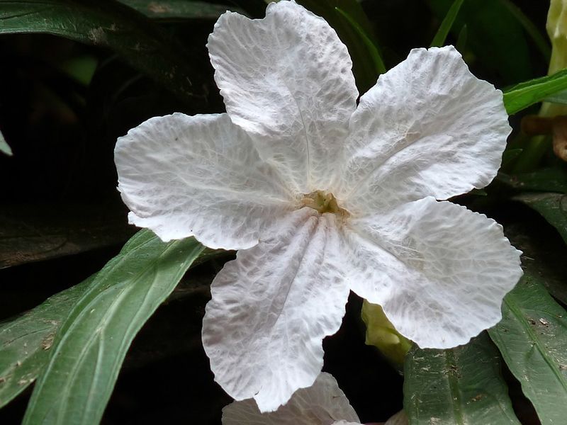 White Ruellia