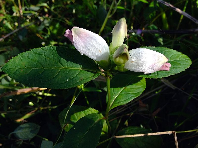 White Turtlehead
