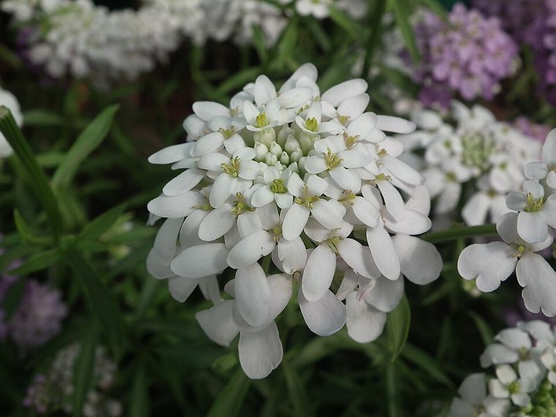 Candytuft