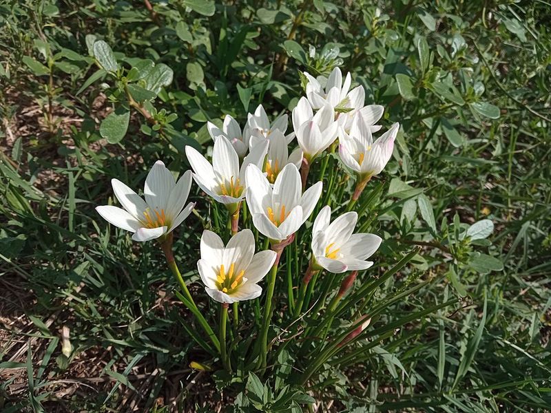 White Rain Lily