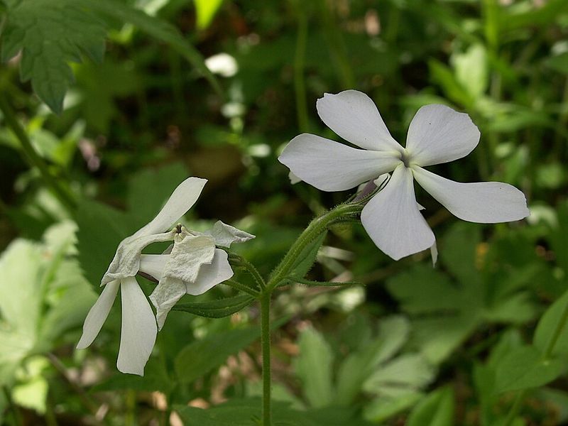 White Woodland Phlox