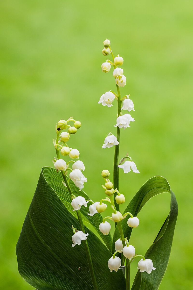 Lily of the Valley