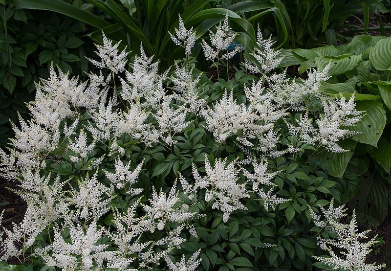 White Astilbe